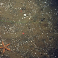 Starfish (Asteroidea) on silty shell sand