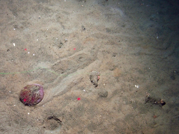 Purple heart urchins (Spatangus purpureus) on sediment