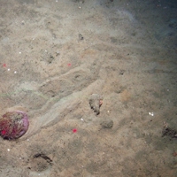 Purple heart urchins (Spatangus purpureus) on sediment