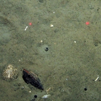 Polychaete worm tubes and a bivalve in sediment