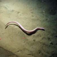 Hag fish (Myxine glutinosa) over sediment