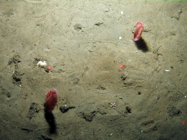 Sea pens (Pennatula phosphorea)