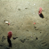 Sea pens (Pennatula phosphorea)