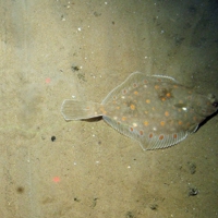 Plaice (Pleuronectes platessa) on sediment