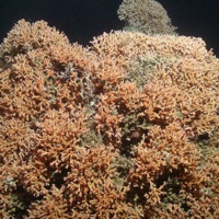 Cold-water coral reef framework (Lophelia pertusa)