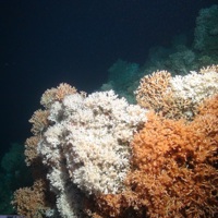Cold-water coral reef framework (Lophelia pertusa)