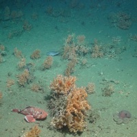 A sculpin (Cottunculus sp.), octopus (Octopodidae sp.), pencil urchins (Cidaris cidaris) and sea anemones (Actiniaria sp.) amongst cold-water coral colonies and debris (Lophelia pertusa and Madrepora oculata)