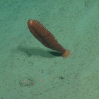 Sea-pen in deep-sea sediment