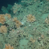 Sea anemones (Actiniaria ap.), pencil urchins (Cidaris cidaris) and gastropod molluscs on cold-water coral reef framework (Lophelia pertusa and Madrepora oculata)
