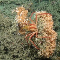 A spider crab (Majoidea sp.) on cold-water coral reef frameork (Lophelia pertusa and Madrepora oculata)