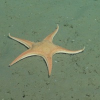 Hag fish (Myxine glutinosa) over sediment