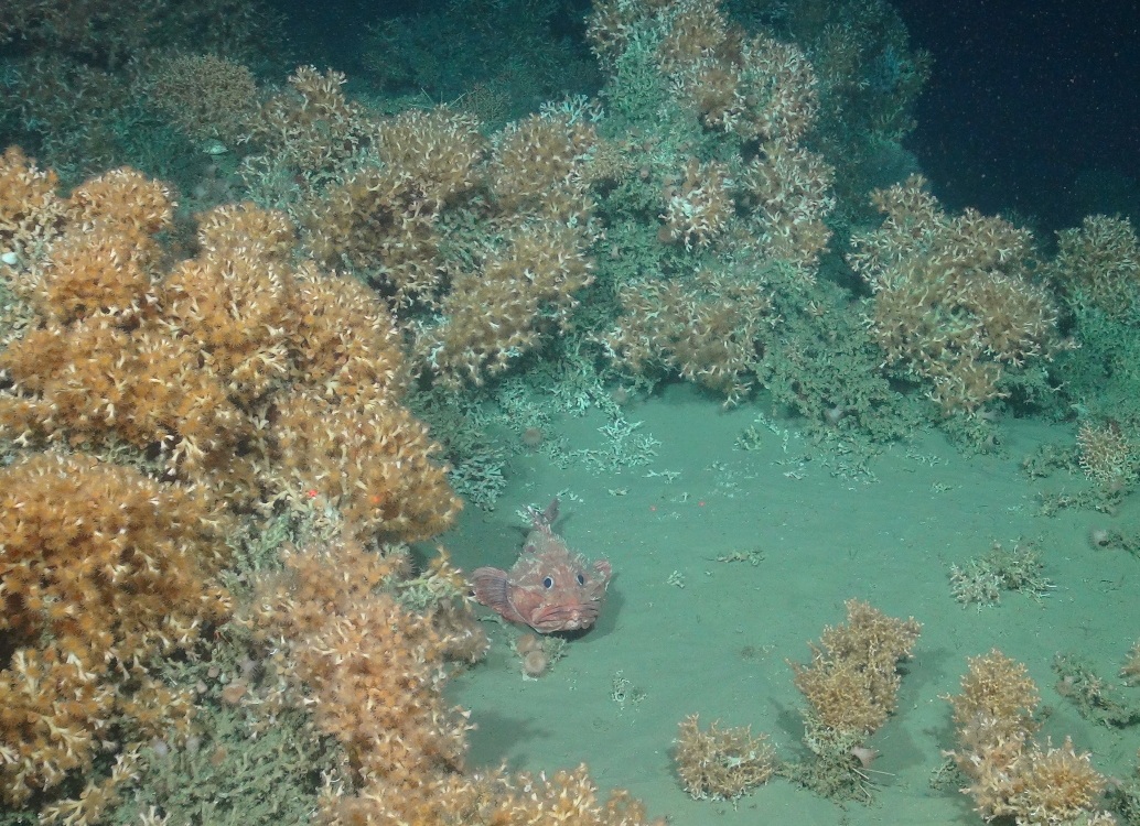 A sculpin (Cottunculus sp.) on a patch of sediment amongst cold-water coral reef framework (Lophelia pertusa and Madrepora oculata)