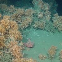 A sculpin (Cottunculus sp.) on a patch of sediment amongst cold-water coral reef framework (Lophelia pertusa and Madrepora oculata)