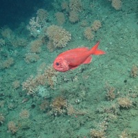 Orange roughy (Hoplostethus atlanticus) and pencil urchins (Cidaris cidaris) over cold-water coral colonies and fragments (Lophelia pertus and Madrepora oculata)
