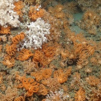 Cold-water coral colonies (Lophelia pertusa), feather stars (Crinoidea sp.) and anemones.