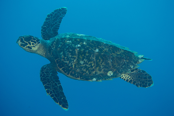 Underwater photograph of the Hawksbill turtle, in a vivid blue sea.