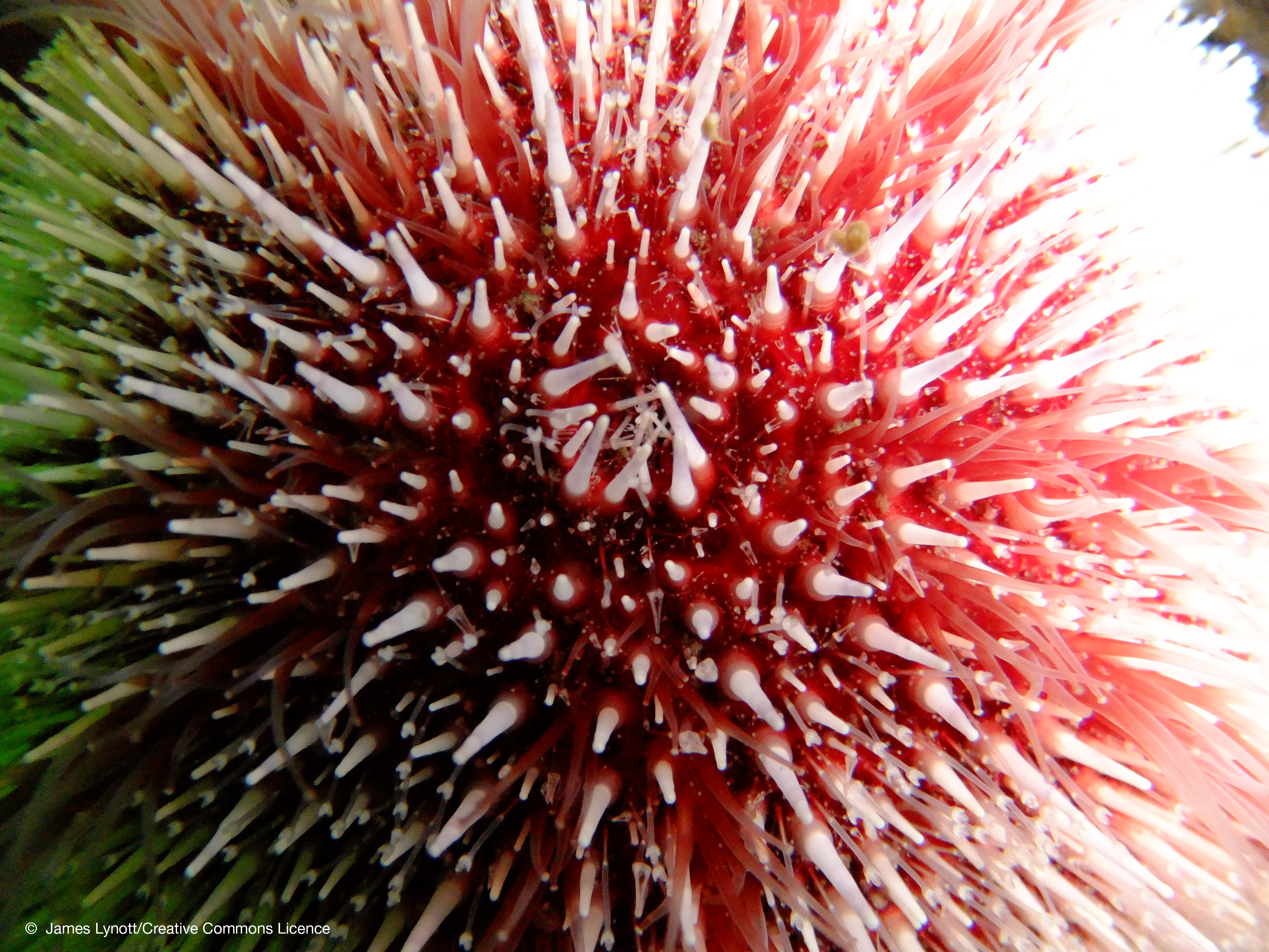 CommonSeaUrchin_IsleOfMay_ ©JamesLynottCreativeCommons.jpg