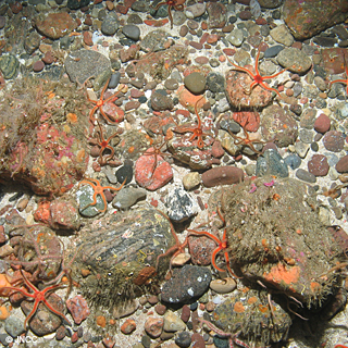 RM-SeabedHabitat©JNCC.jpg