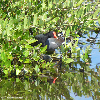 RM-Moorhen-Mangrove-Anguilla©C.AndreSamuel.jpg