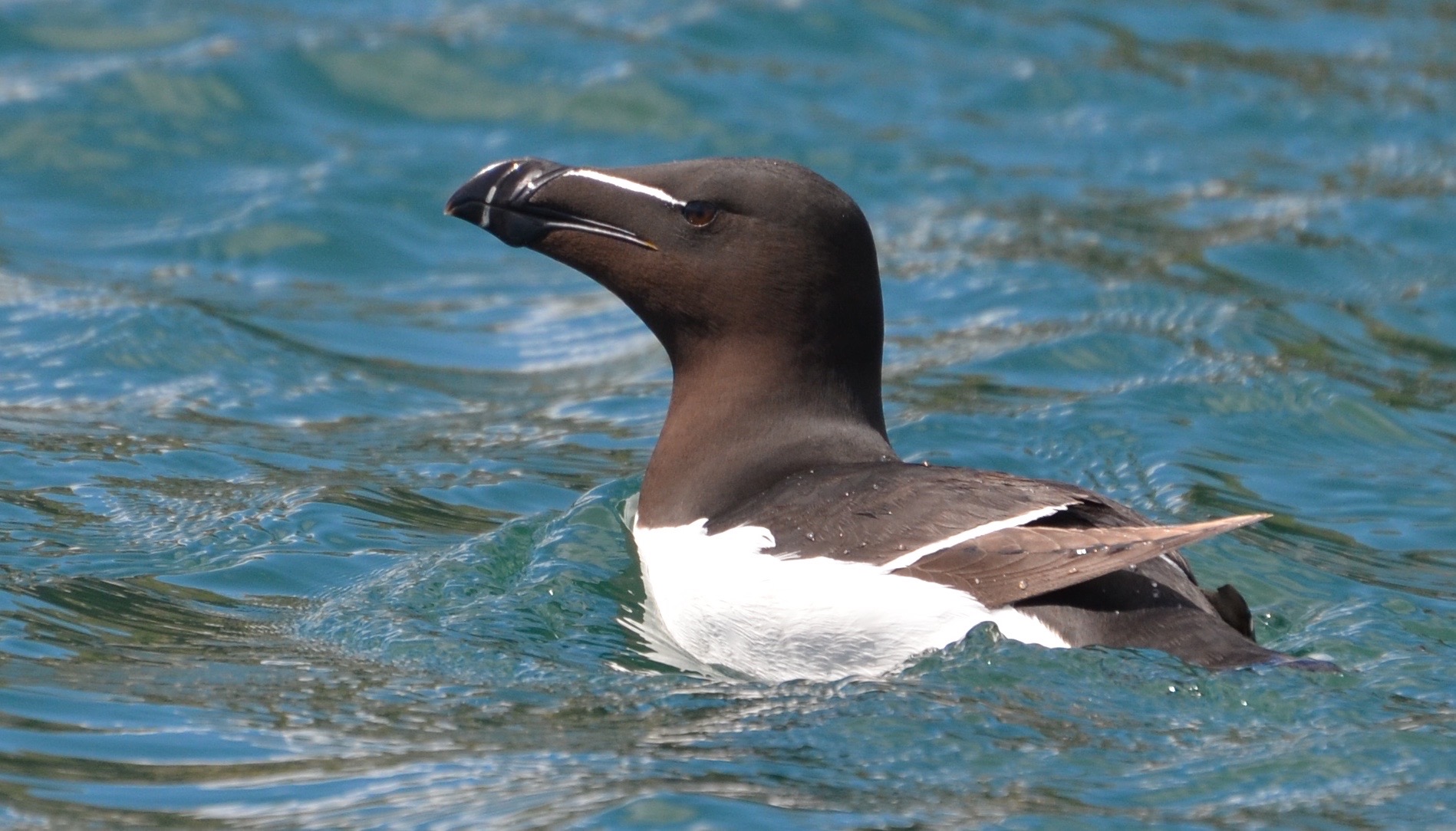 Razorbill Mark Lewis.jpg