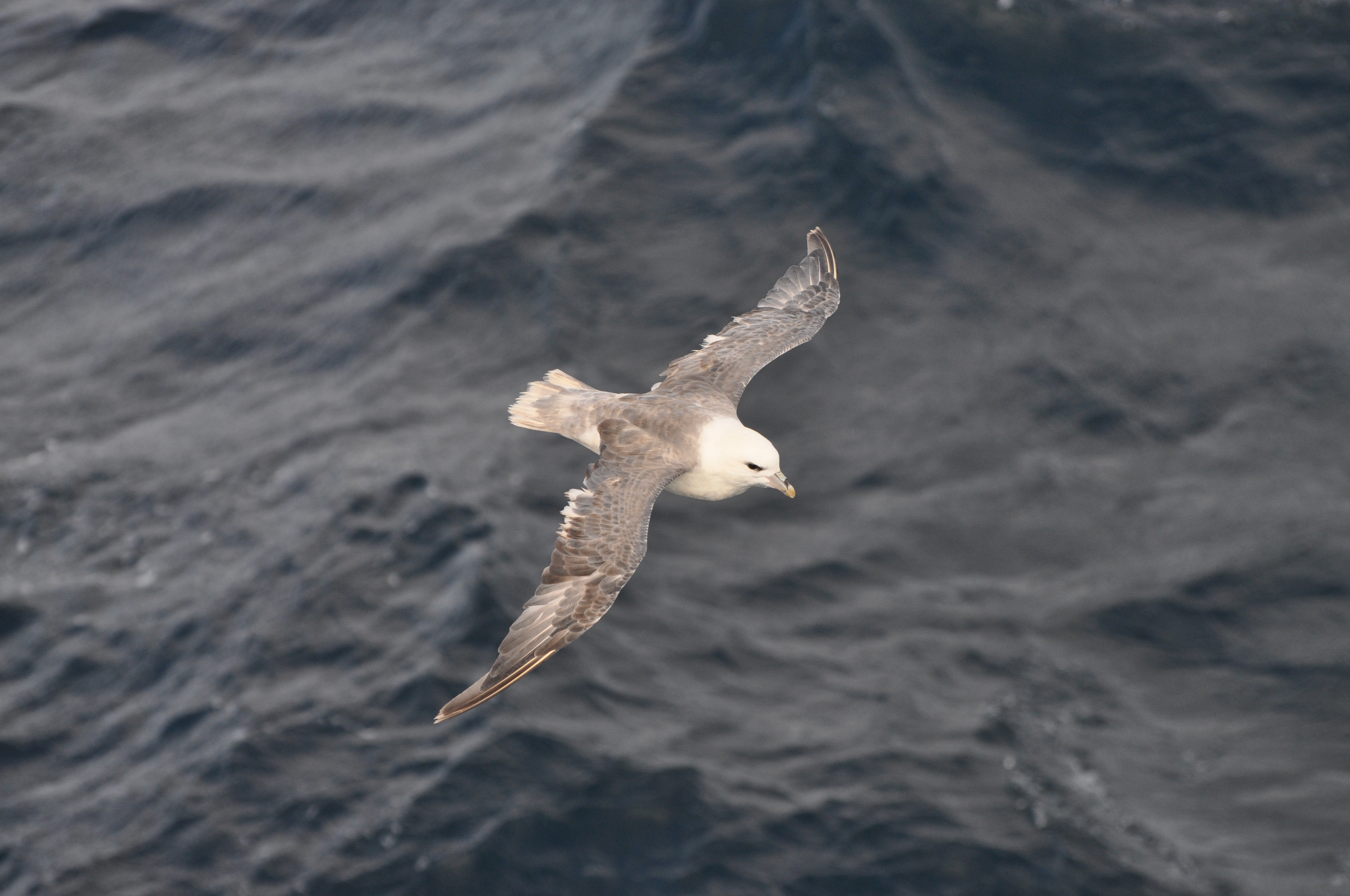 Fulmar Mark Lewis.jpg