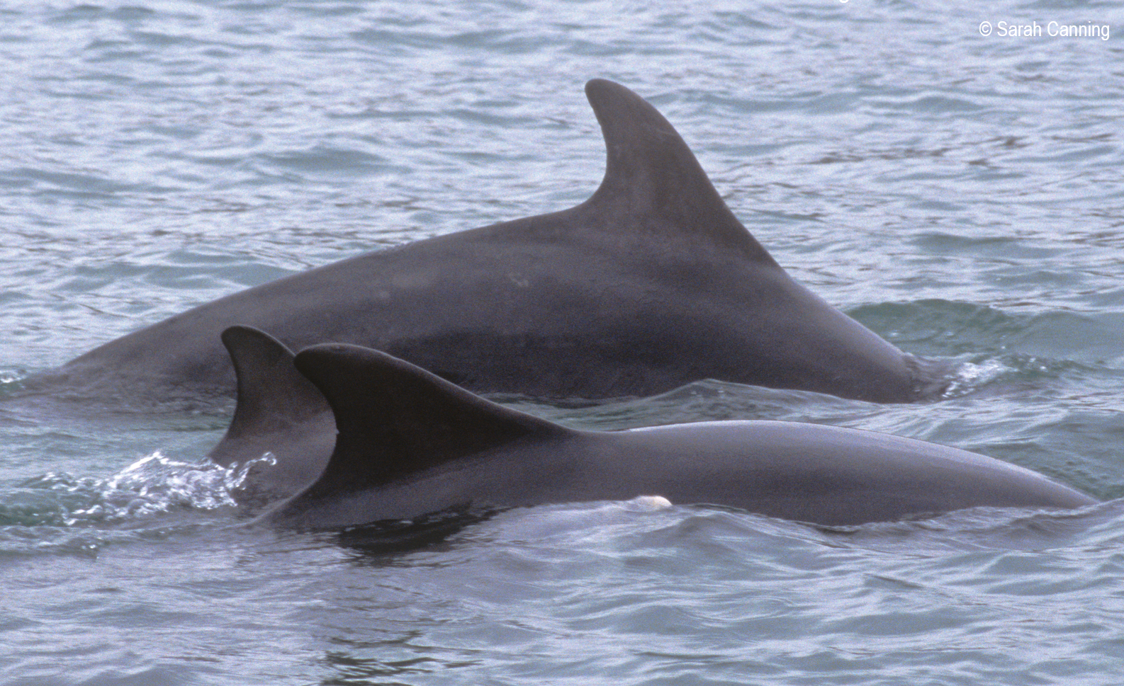 Noise picture 3 (SJC)2.png