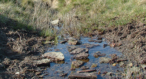 Moorland, Orkney. © Anna Robinson A patch of boggy ground and moorland. A pool of water is surrounded by grasses. In the pool, several large rocks are exposed. Photo by Anna Robinson.