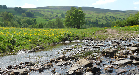 Yorkshire Dales. © Anna Robinson. A shallow stream in the Yorkshires Dales. There are lots of rocks sticking out of the water. The bank is grassy with yellow flowers. In the background are hills and trees. Photo by Anna Robinson.