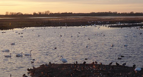 © Anna Robinson A view of a wetland at sunset. Lots of ducks are in the foreground and on the water. There are trees in the background. Photo by Anna Robinson.