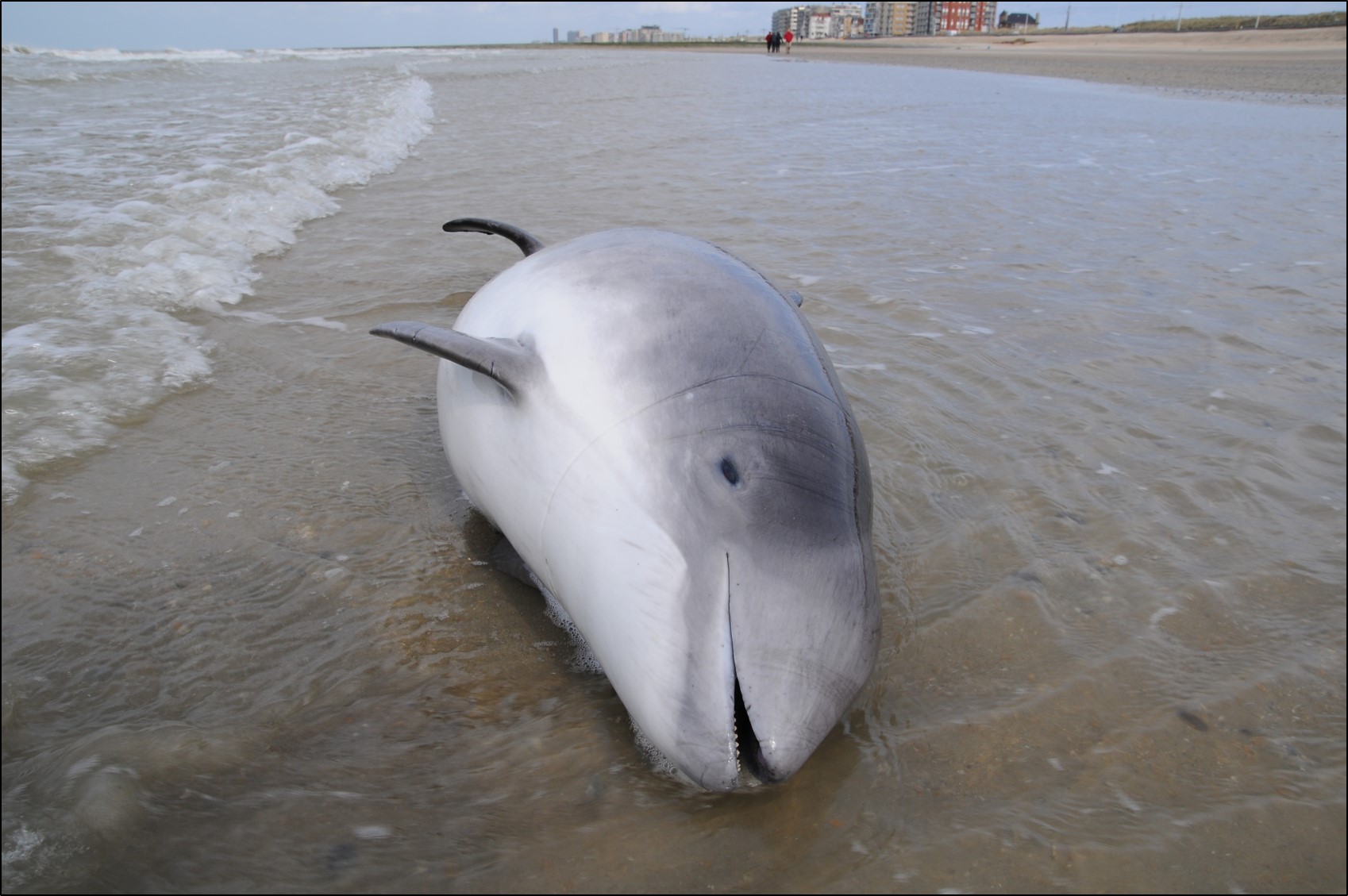 Harbour_porpoise_bycatch_v2.jpg
