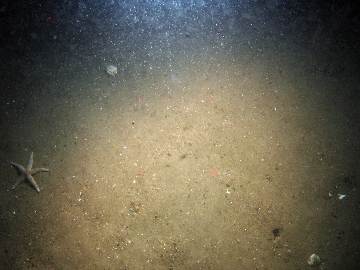 Close-up of the seabed at Markham's Triangle MCZ showing a common starfish (Asterias rubens) on sediment with shell fragments