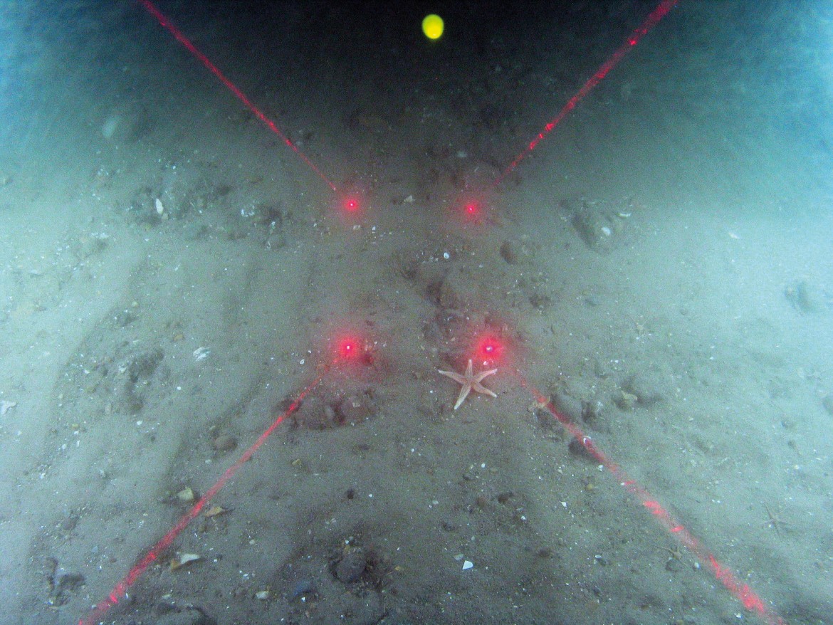 Close-up of the seabed at Markham's Triangle, showing a common starfish (Asterias rubens) on rippled sand with pebbles