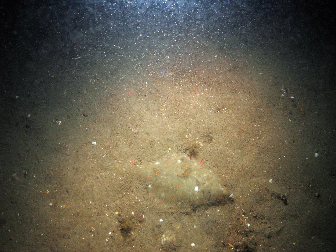 Close-up of the seabed at Markham's Triangle MCZ, showing plaice (Pleuronectes plates) on silty sediment