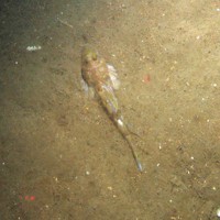 Close-up of the seabed at Markham's Triangle MCZ, showing a dragonet (Callionymus lyra) on sediment