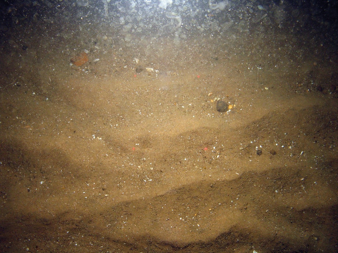 Close-up of the seabed at Markham's Triangle MCZ showing rippled sand with shell fragments