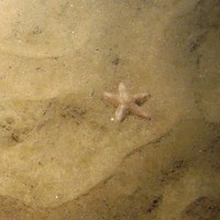 Close-up of the seabed at Markham's Triangle, showing a sand star (Astropecten irregularis) on rippled sand