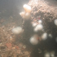Close-up of the seabed at Holderness Offshore MCZ, showing pebbles, cobbles and boulder with dead man's fingers (Alcyonium digitatum) attached to rock