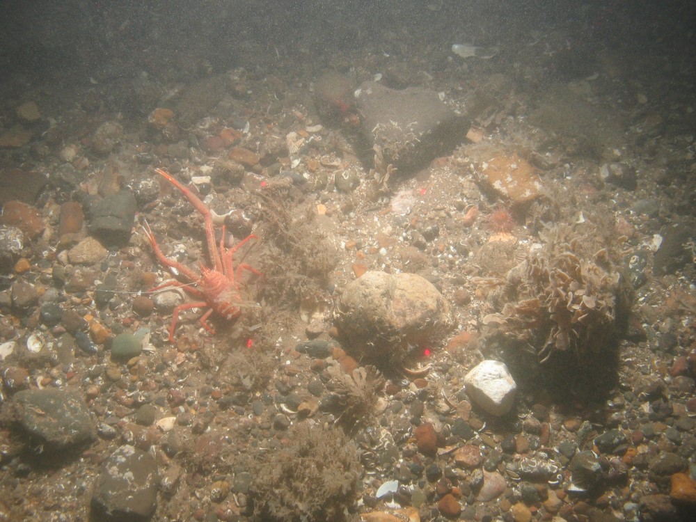 Close-up of the seabed at Holderness Offshore MCZ, showing sandy cobbles, pebbles and shell fragments with Hornwrack (Flustra foliacea) and Rugose squat lobster (Munida rugosa)