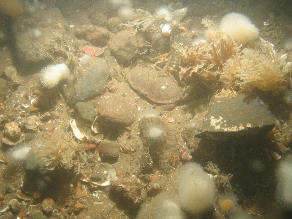 Close-up of the seabed at Holderness Offshore MCZ, showing sand, cobbles, pebbles and shell fragments with Dead man's fingers (Alcyonium digitatum), Securiflustra securifrons and Spirobranchus sp.