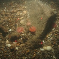 Close-up of the seabed at Holderness Offshore MCZ, showing boulders with Urticina sp. and Spirobranchus sp. surrounded by slightly sandy pebbles and shell fragments