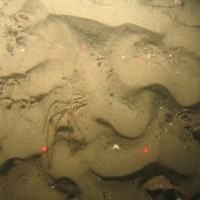 Close-up of the seabed at Holderness Offshore MCZ, showing sand, pebbles and shell fragments with Tubularia indivisa