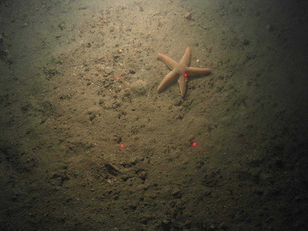 Close-up of the seabed at the South of Celtic Deep MCZ, showing sandy sediments and a starfish