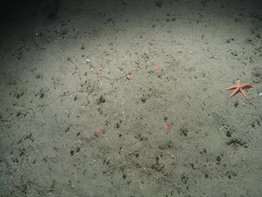 Close-up of the seabed at the South of Celtic Deep MCZ, showing a starfish