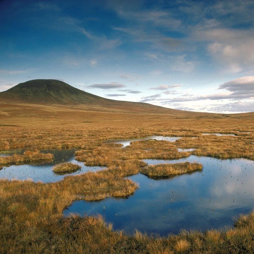 Photograph of blanket bog habitat in Caithness