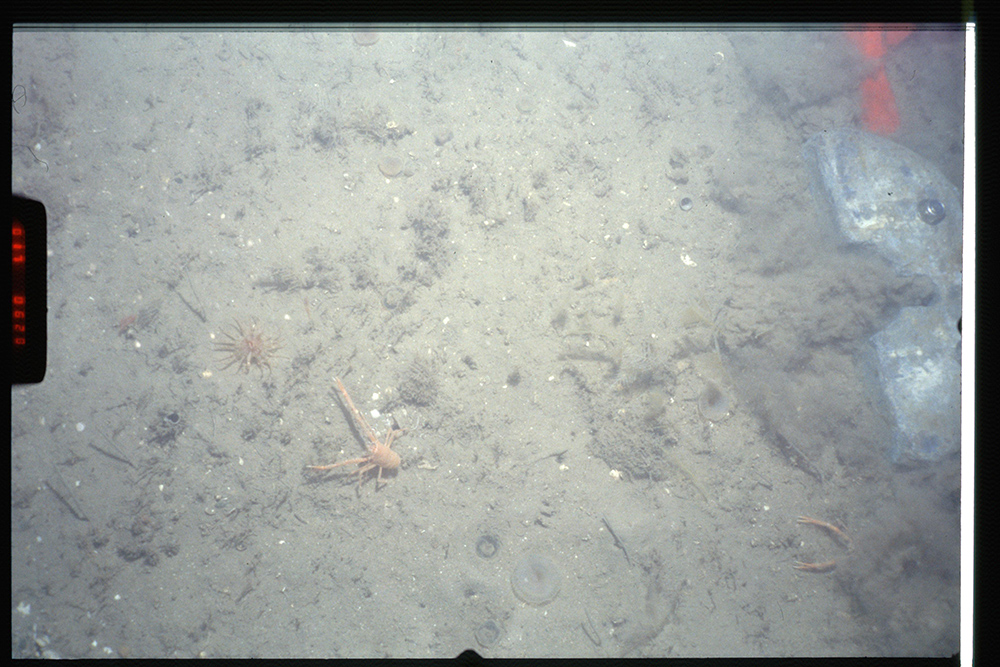 Close-up of the seabed at South Rigg MCZ, showing squat lobster (Munida rugosa) on Subtidal sand with an anemone