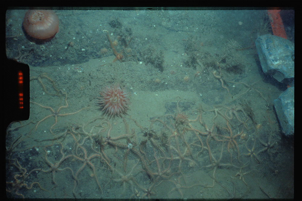 Close-up of the seabed at South Rigg MCZ, showing brittlestars and anemones on Subtidal sand