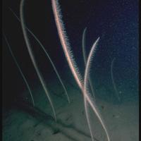 Tall seapen, © JNCC.