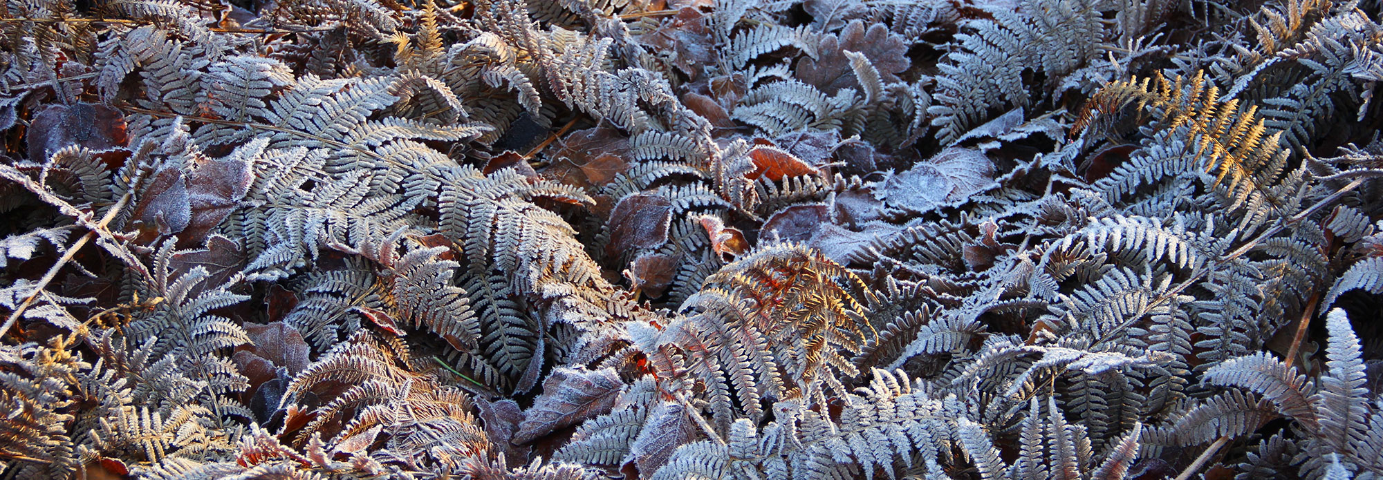 JNCC Bulletin November 2021