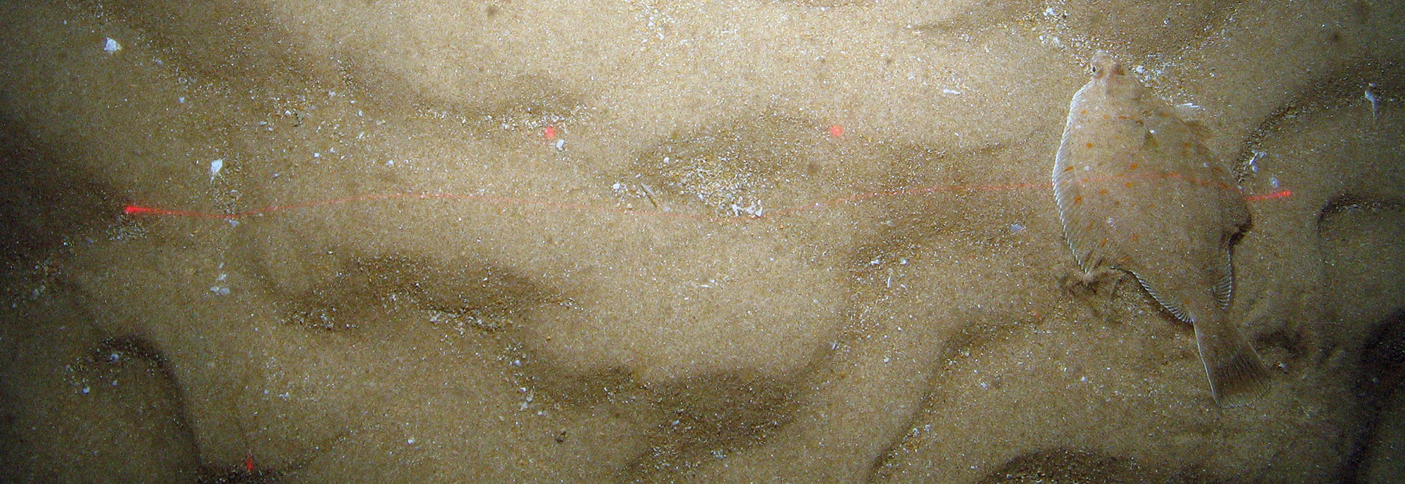 Notification of the publication of updated conservation advice for Dogger Bank SAC