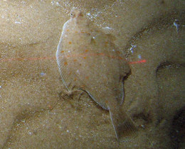 Notification of the publication of updated conservation advice for Dogger Bank SAC